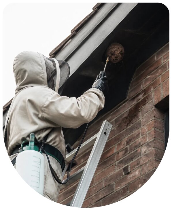 Профессиональное уничтожение ос и шершней в Омске безопасно